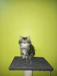 female kitten