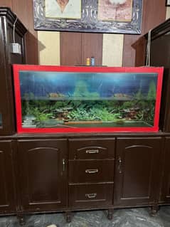 fish aquarium