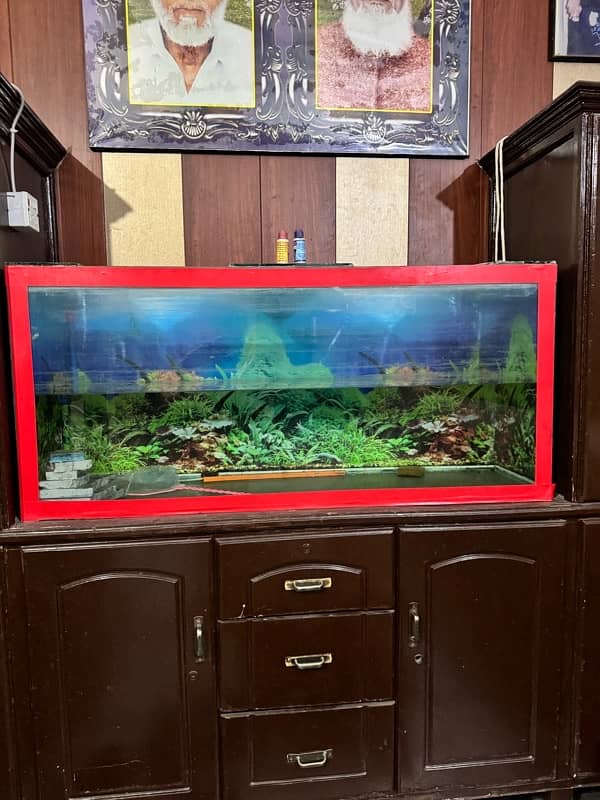 fish aquarium 1