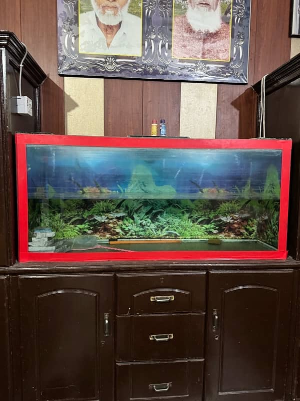 fish aquarium 2