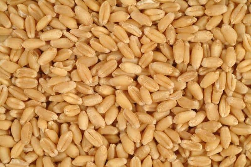 wheat forsale 0