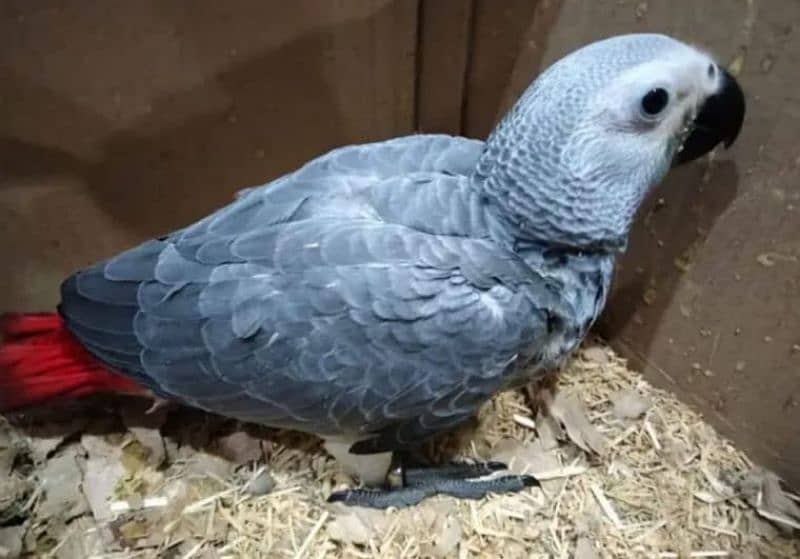 African Grey Parrot checks for sale03319974101 2