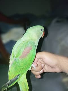 Raw Parrot Female for sale (Urgent)