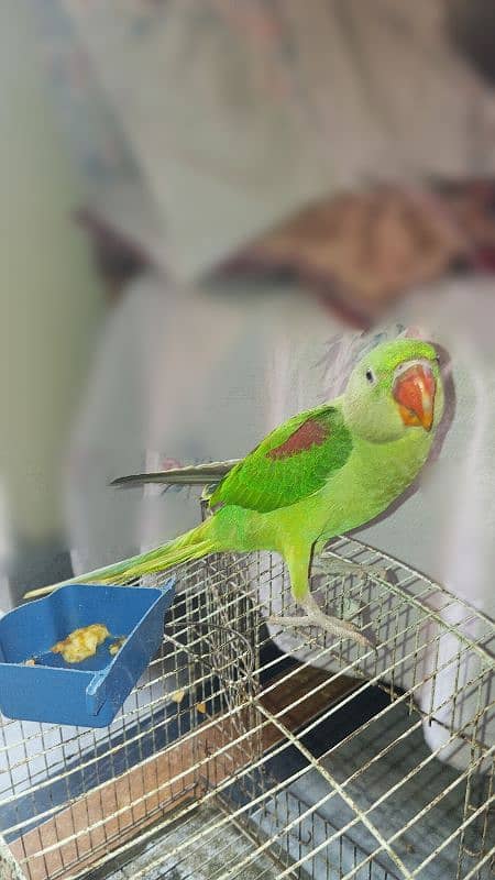 Raw Parrot Female for sale (Urgent) 1