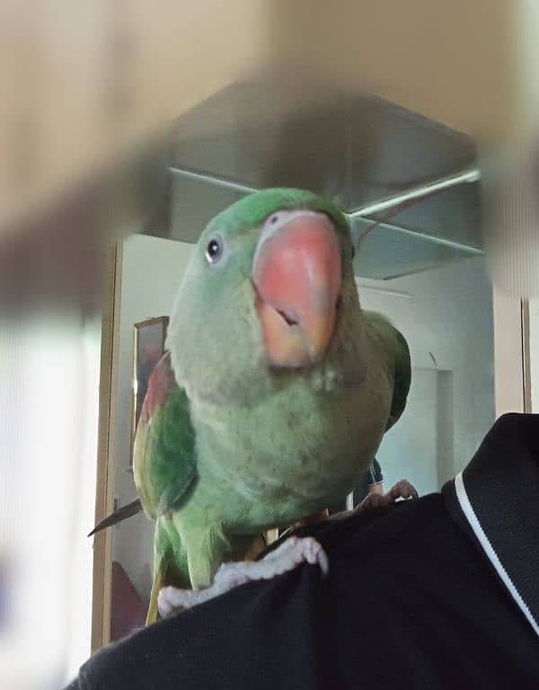 Raw Parrot Female for sale (Urgent) 2