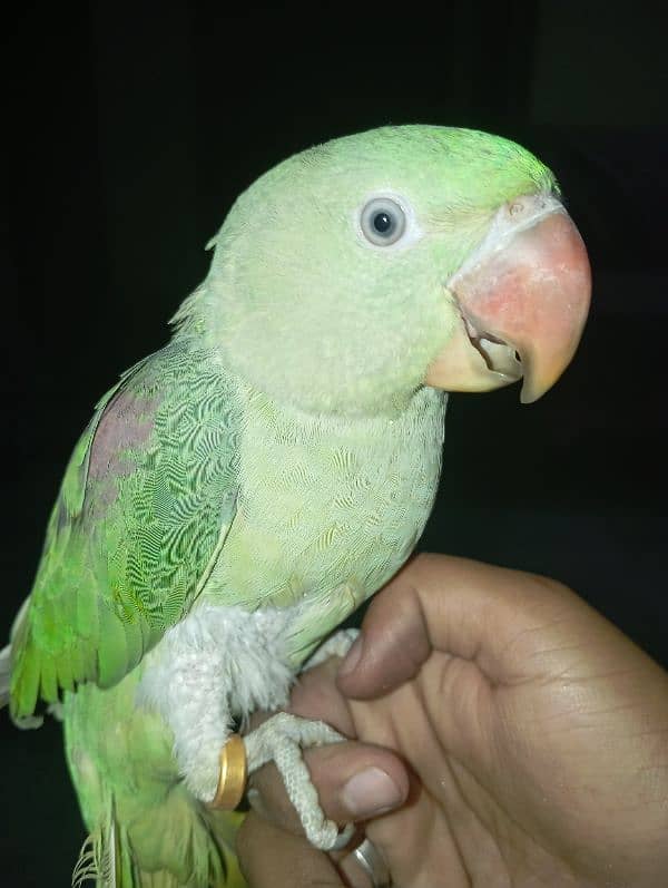 Raw Parrot Female for sale (Urgent) 3