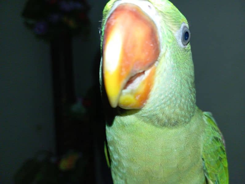 Raw Parrot Female for sale (Urgent) 4