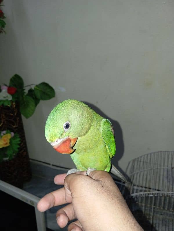 Raw Parrot Female for sale (Urgent) 5