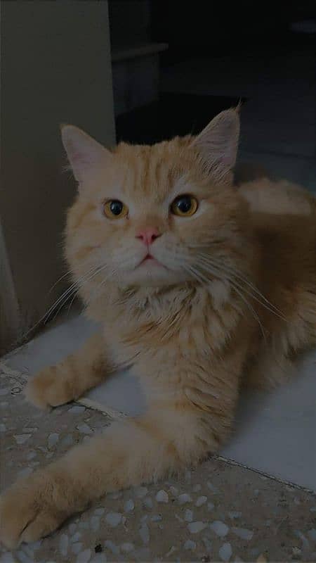 Persian cat for sale 0