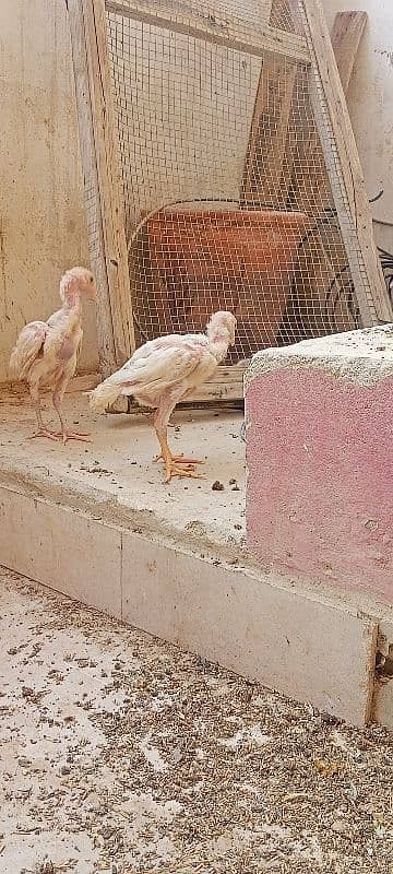 pure Heera paper white pair age 2 month 8