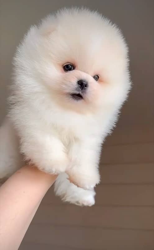 teacup size mini pom up for new homes 1