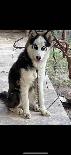 siberian husky