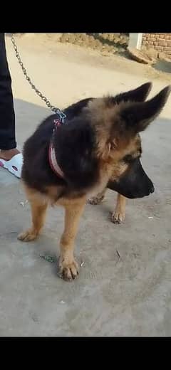 German Shepherd