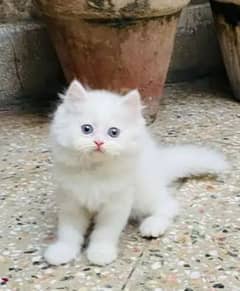 Persian Cat for sale my WhatsApp number 03238950275