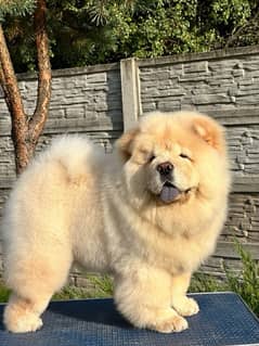 chow chow puppy available