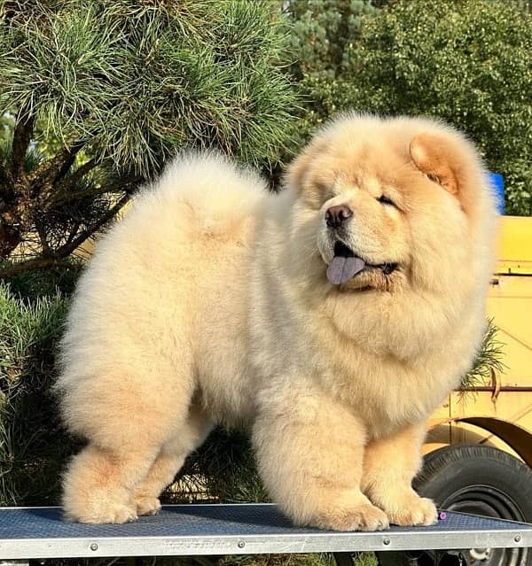 chow chow puppy available 1