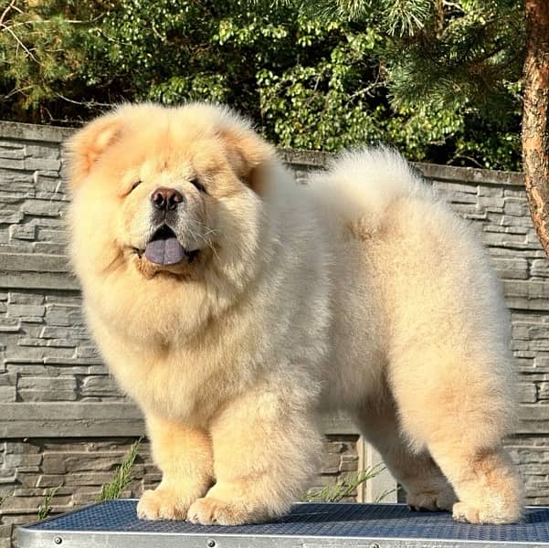 chow chow puppy available 2