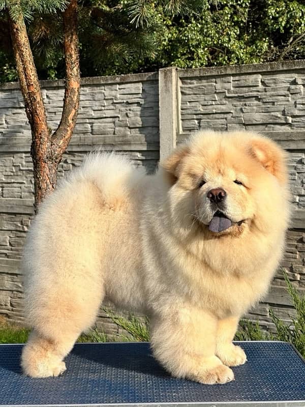 chow chow puppy available 3