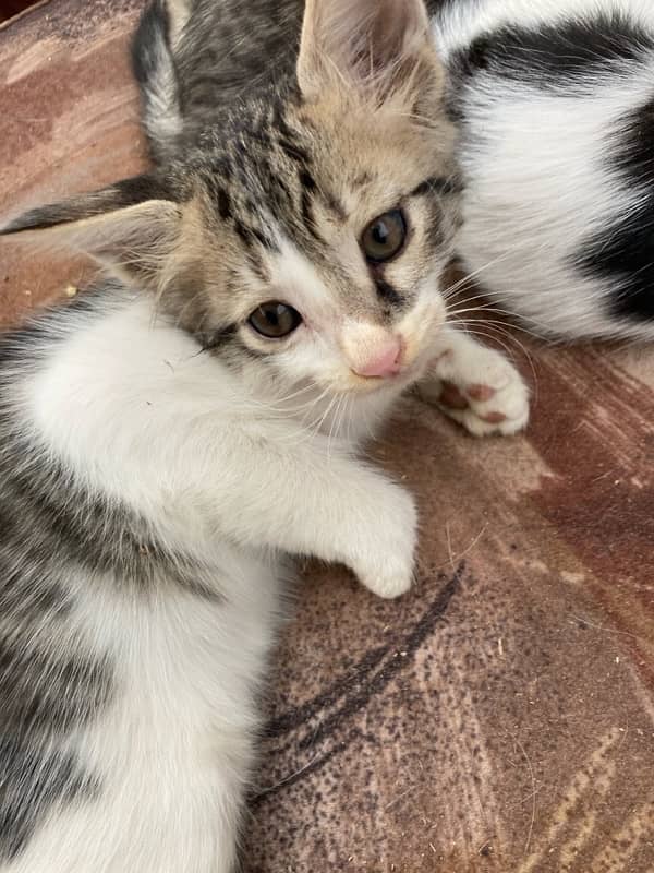 2months old kitten looking for a good home for them 5