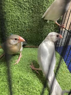 white silver and grey java chicks ( pathy )