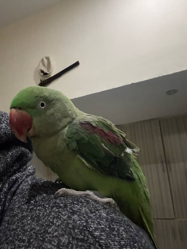 raw parrot female 0