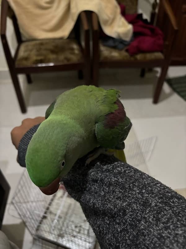 raw parrot female 2