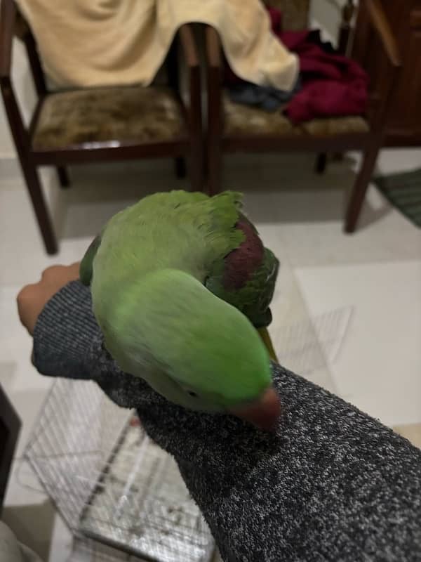 raw parrot female 4