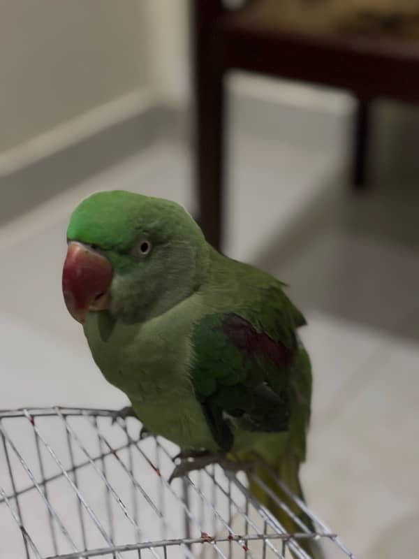 raw parrot female 6