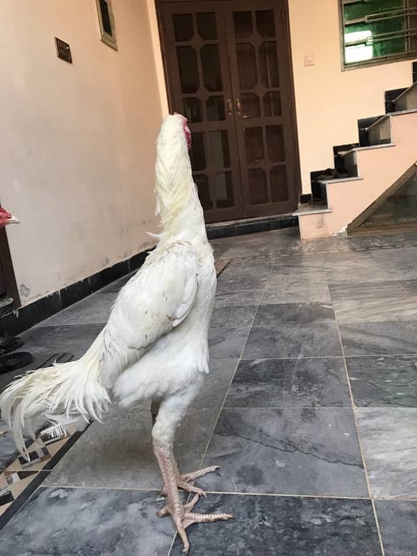 Pure KO Shamoo white pathyy for sale 0