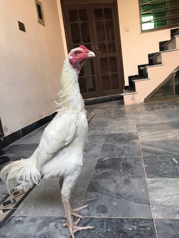 Pure KO Shamoo white pathyy for sale 2