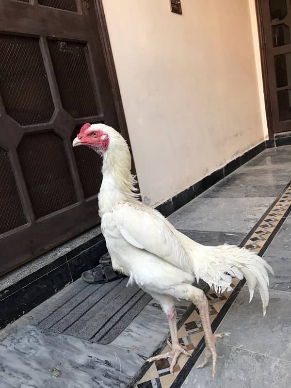 Pure KO Shamoo white pathyy for sale 3