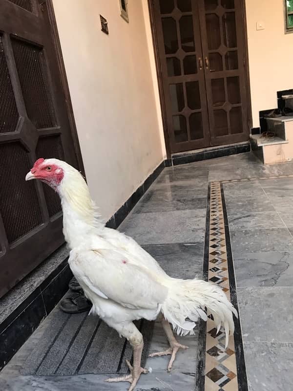 Pure KO Shamoo white pathyy for sale 4