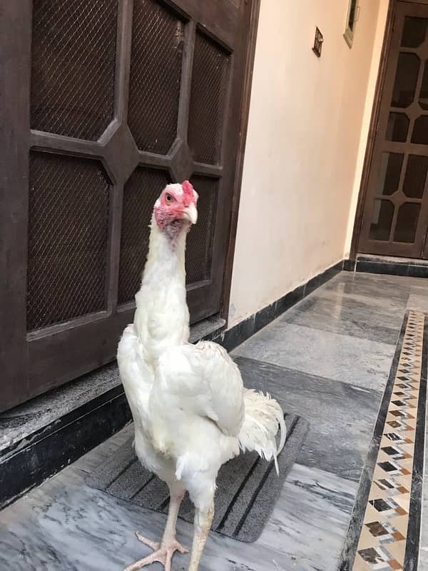 Pure KO Shamoo white pathyy for sale 5