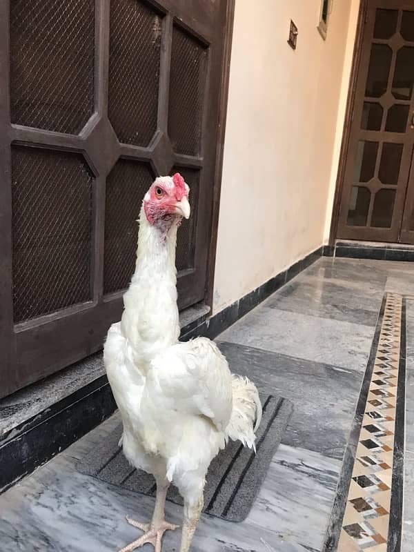 Pure KO Shamoo white pathyy for sale 6