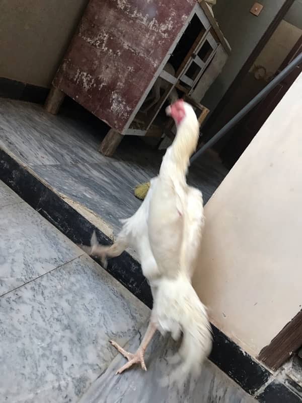 Pure KO Shamoo white pathyy for sale 7