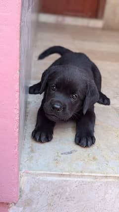 Labrador British female puppies