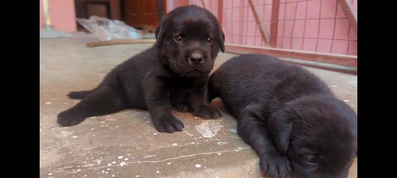 Labrador British female puppies 1