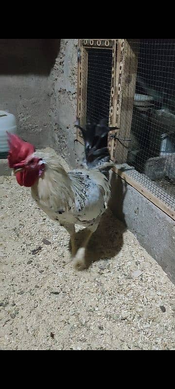 golden Misri murga for sale 2