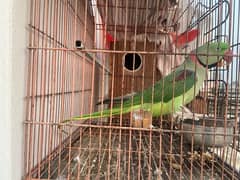 Raw Parrot breeder male