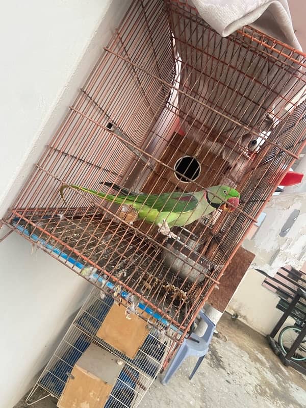 Raw Parrot breeder male 1