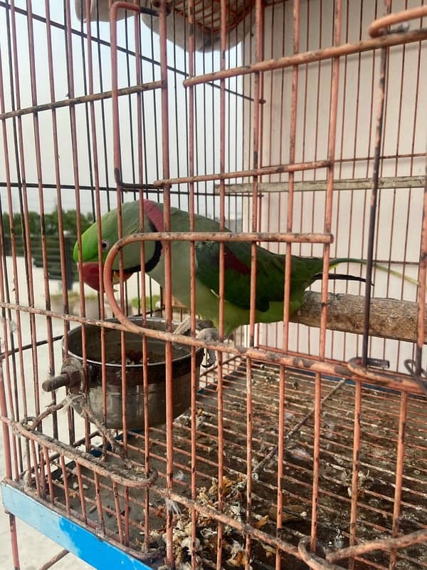 Raw Parrot breeder male 3