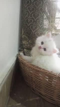 Persian kitten/ triple coated/ punch face kittens for sale