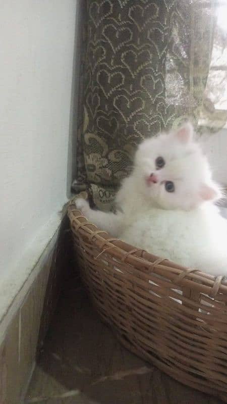 Persian kitten/ triple coated/ punch face kittens for sale 0