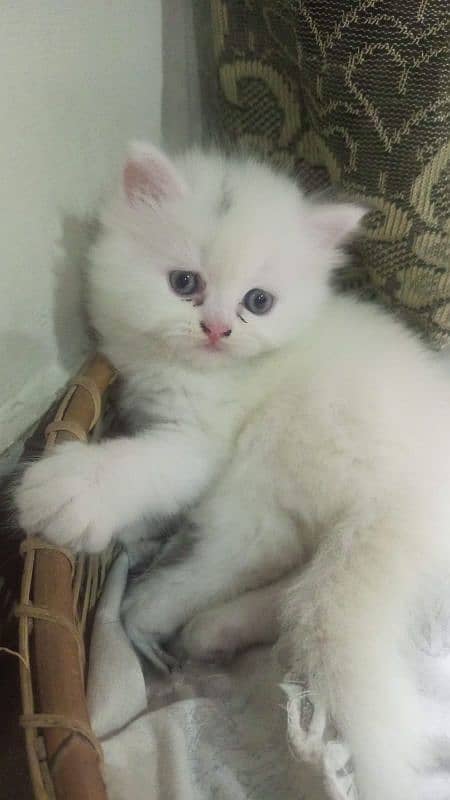 Persian kitten/ triple coated/ punch face kittens for sale 1