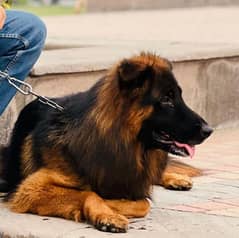 German shepherd dog