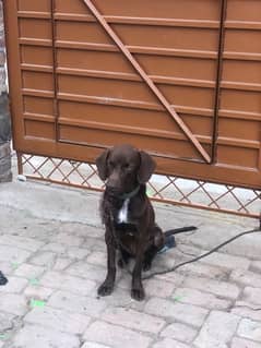 pointer dog for sale and exchange