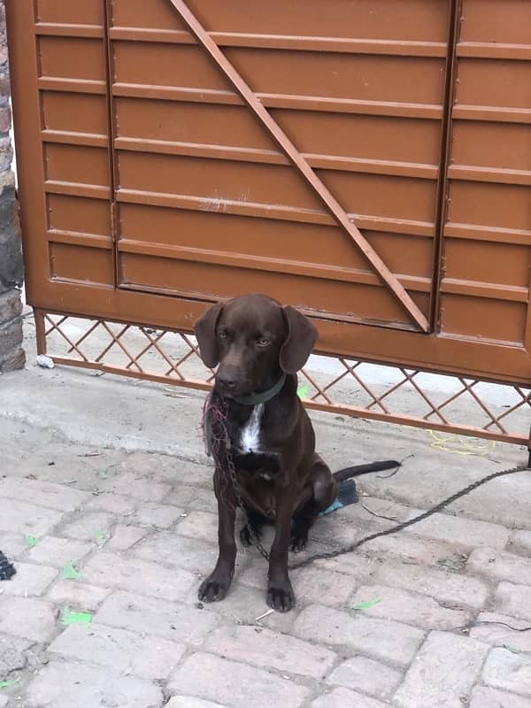 pointer dog for sale and exchange 0