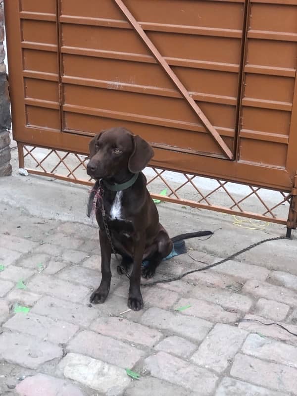 pointer dog for sale and exchange 1