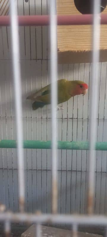 Male Lovebird Required 0