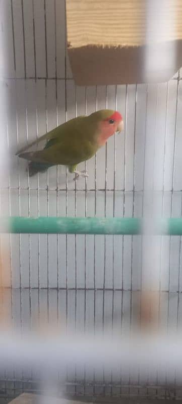 Male Lovebird Required 1